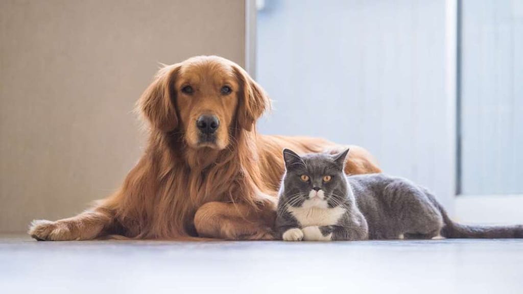 Los perros y los gatos conviven en armonía más fácilmente de lo que se cree