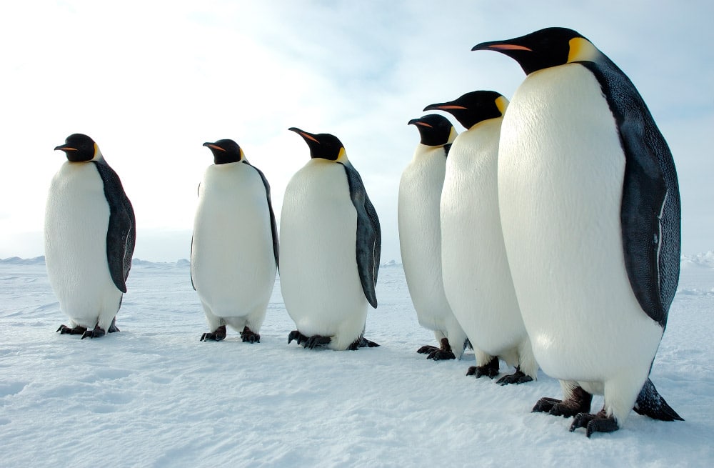 Los pingüinos está contribuyendo a contaminar la Antártida