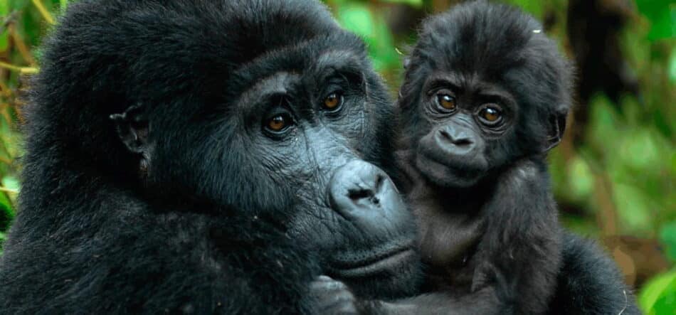Los primates podrían extinguirse dentro de 50 años