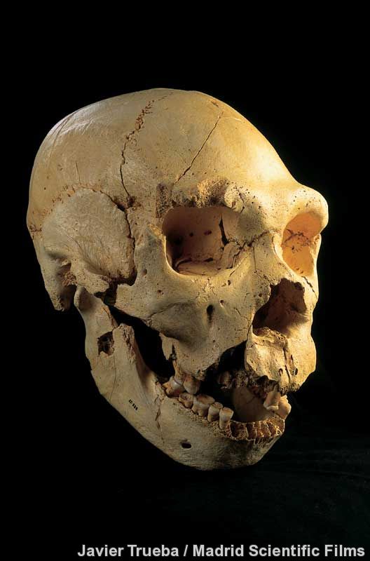 En Atapuerca estaban más cachas que los neandertales