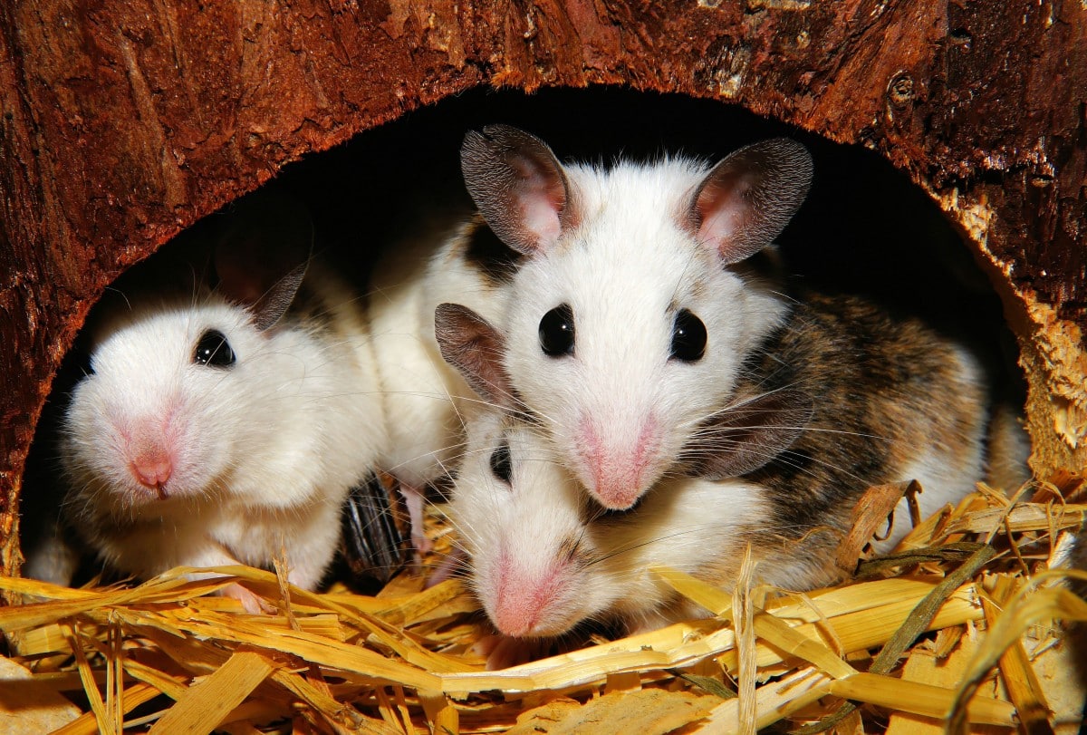 Los ratones transmiten un virus que se confunde con la gripe y puede matar