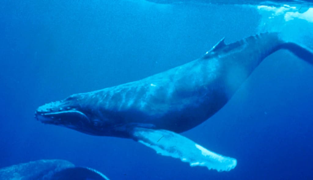 Los romanos pudieron ser los primeros cazadores de ballenas de la península ibérica