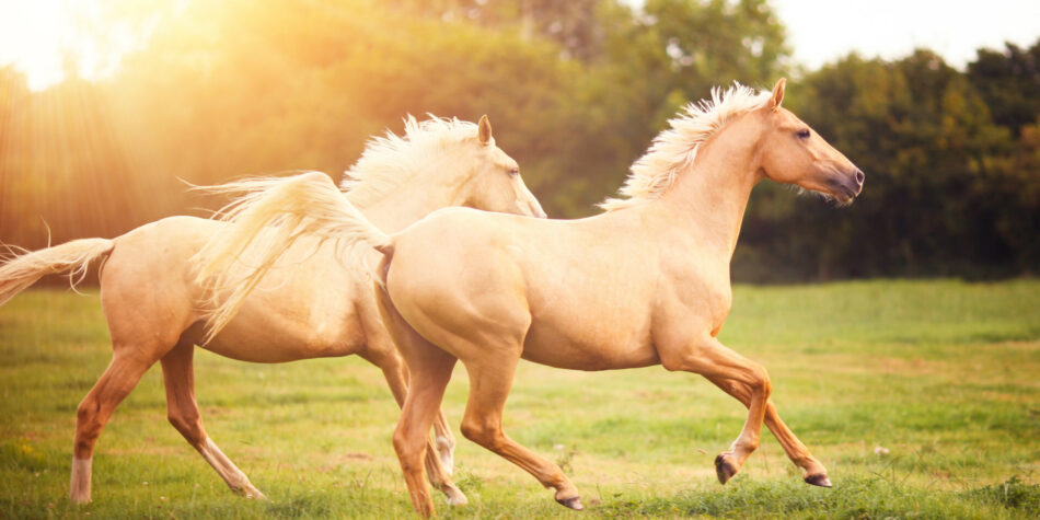 Los secretos para tener un matrimonio perfecto… si eres un caballo