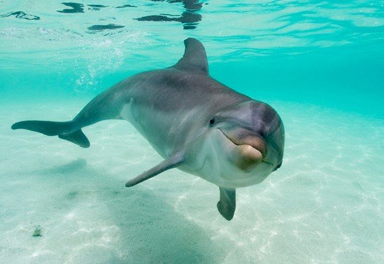 Los delfines se tutean
