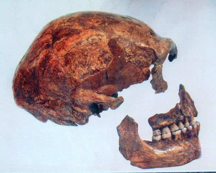 Los neandertales hallados