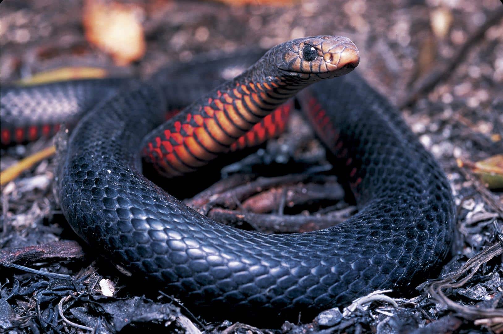 Lucha a muerte entre las dos serpientes más letales de Australia