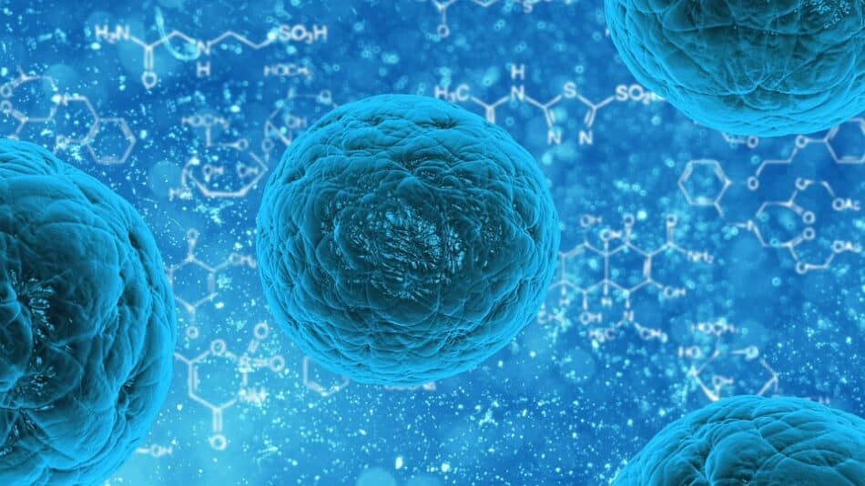 Más cerca de comprender cómo se especializan las células madre