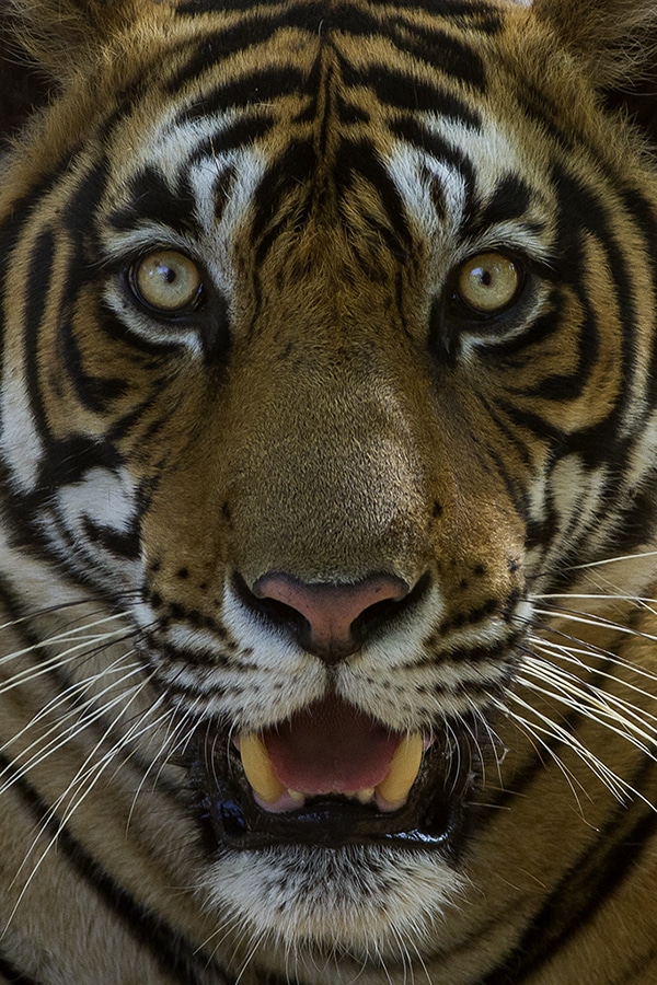 Más tigres asesinados en lo que va de año que en 2015