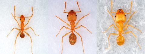 ¿Por qué las hormigas soldado son mucho más grandes?