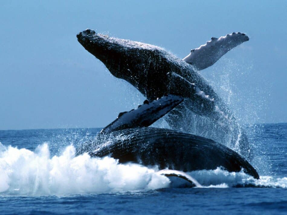 Misterio: las ballenas se están agrupando y nadie sabe por qué