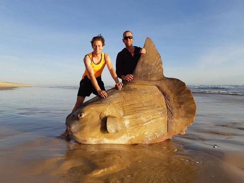 Creían que era un trozo gigante de madera, pero se trataba de un pez muerto