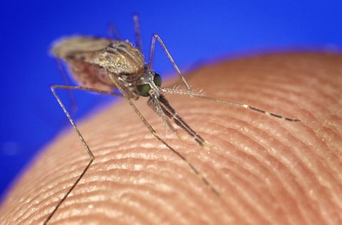 ¿Usar mosquitos contra la malaria?