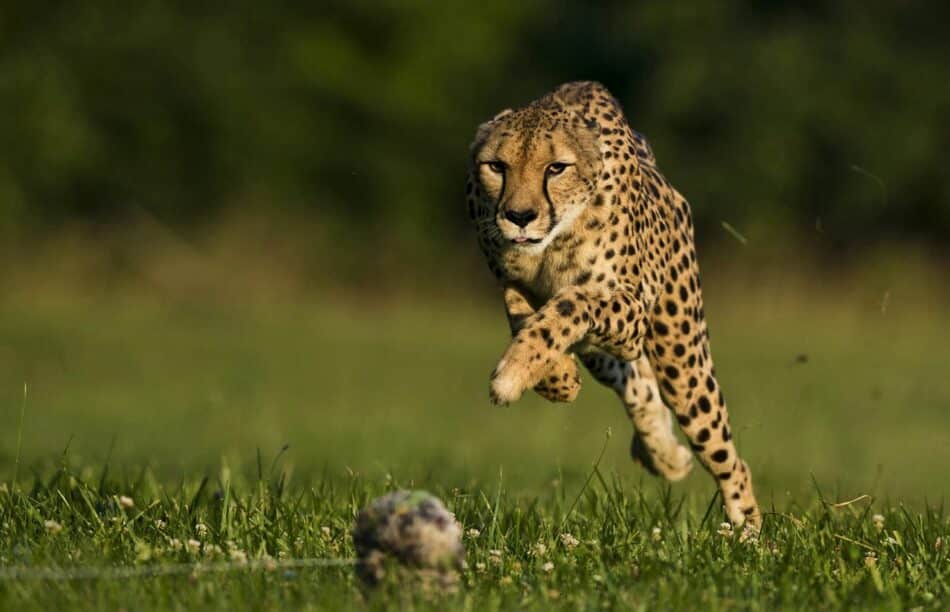 Muere el guepardo más rápido del mundo