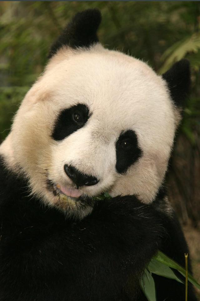 Muere Jia Jia, el panda más viejo del mundo