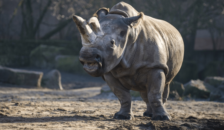 Muere uno de los últimos cinco rinocerontes blancos
