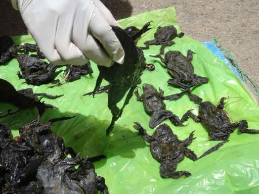 Mueren 10.000 ranas, en peligro de extinción, en Perú