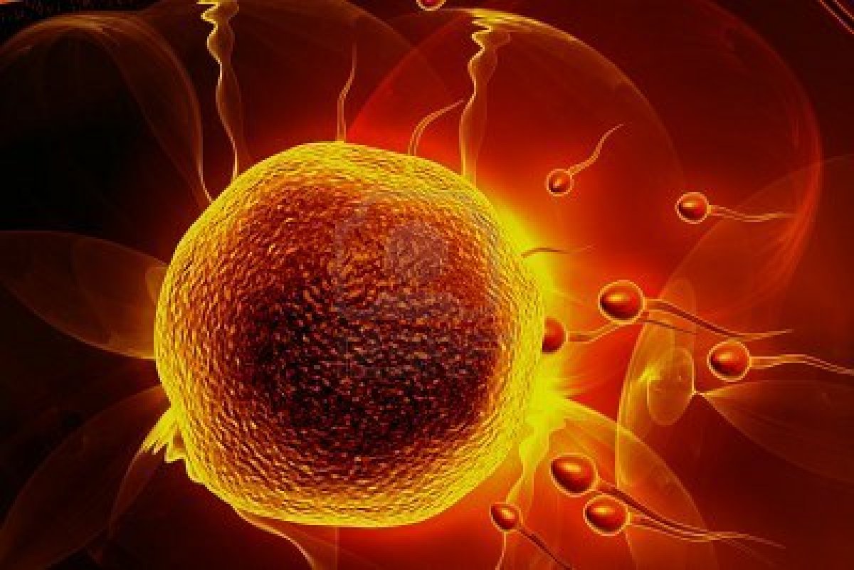 Mujeres y células madre