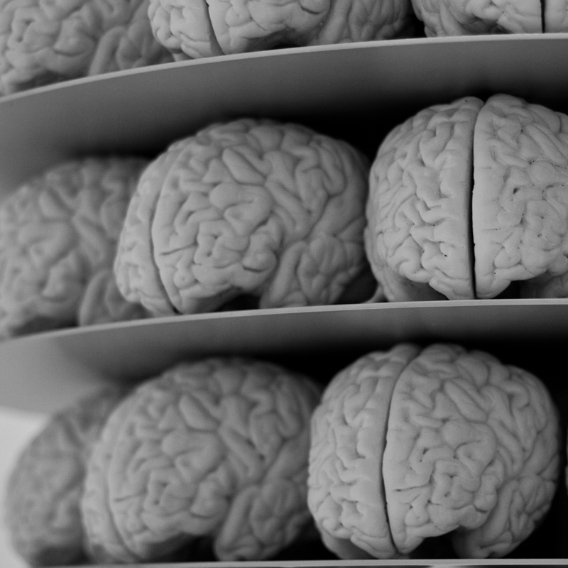Nace el primer banco mundial de tejidos cerebrales