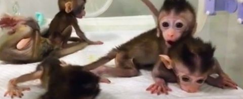 Nacen cinco monos clonados y genéticamente editados