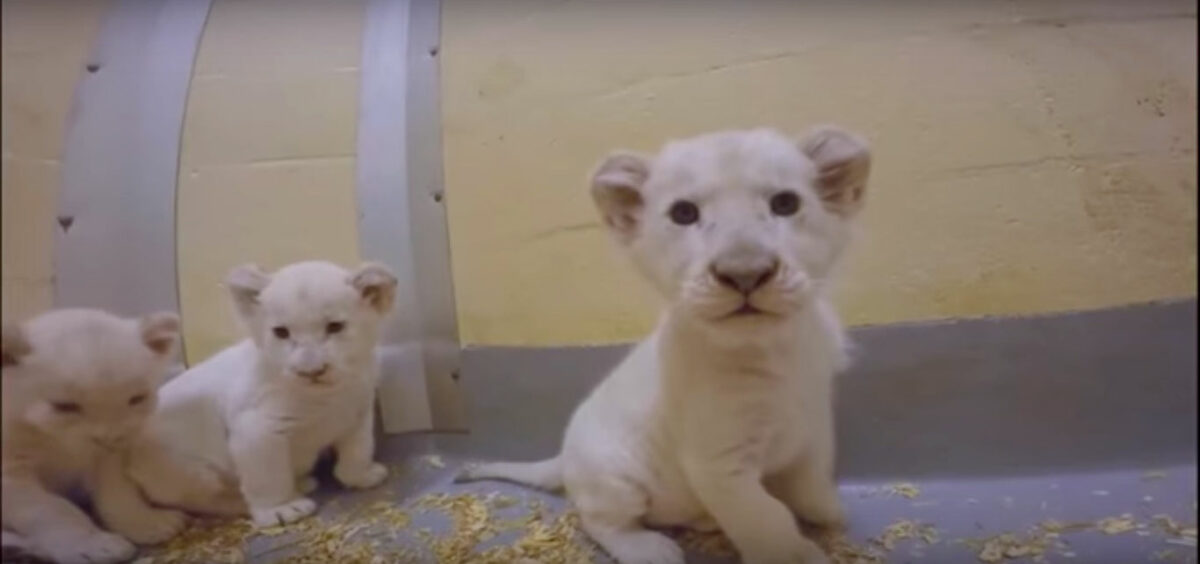 Nacen crías de león blancas en el zoo de Toronto