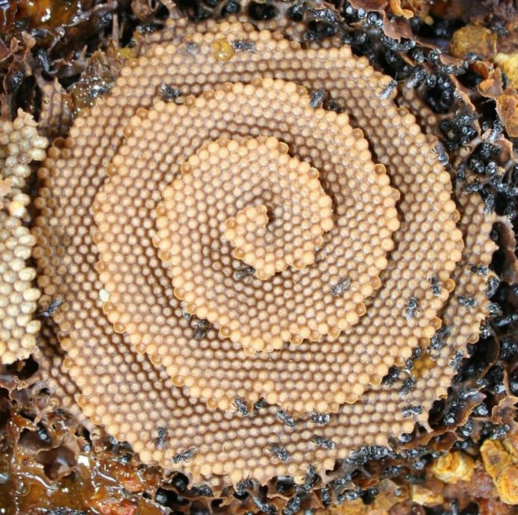 Nadie sabe por qué estas abejas construyen un nido es espiral