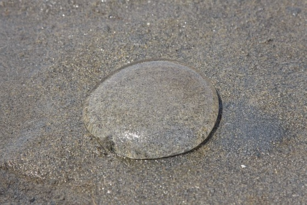 Nadie sabe que son estas esferas transparentes que han aparecido en la costa de Noruega