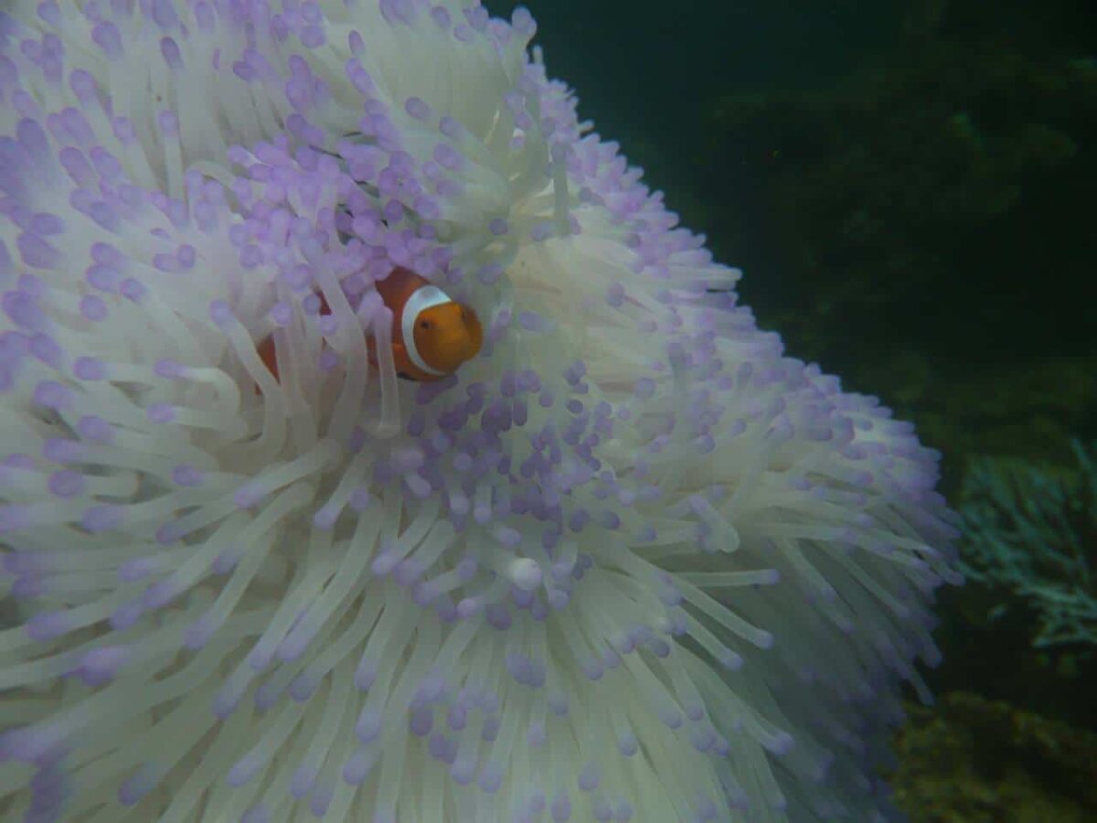 Nemo está en peligro por el cambio climático