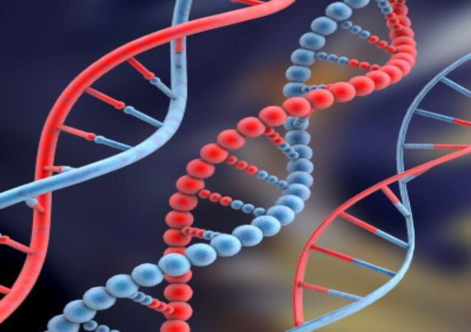 Nuestro ADN es menos humano de lo que pensábamos