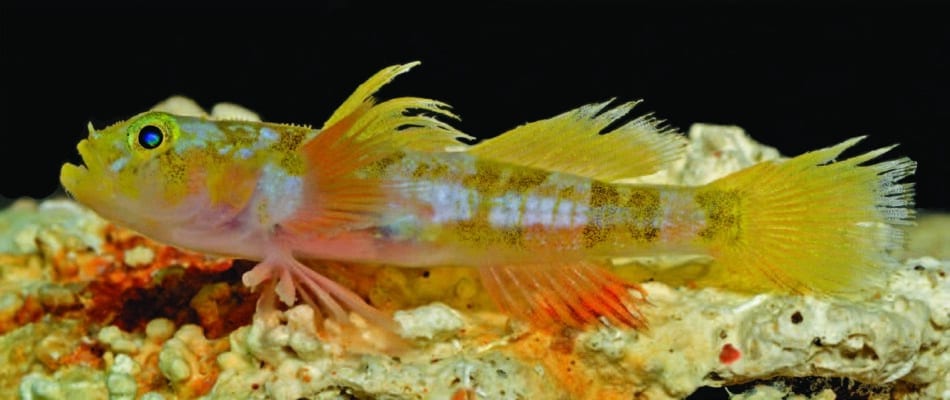 Nueva especie de pez descubierta en el Caribe