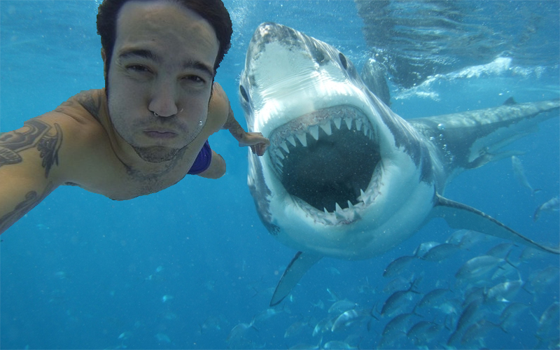 Nuevo ataque de tiburón: todo lo que deberías saber