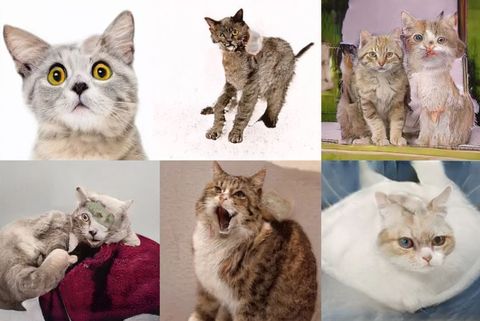 Una Inteligencia Artificial crea gatitos «Frankestein» con fotos de Internet… y no son nada adorables