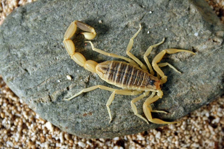 Observa cómo pica el escorpión más letal del mundo a cámara lenta