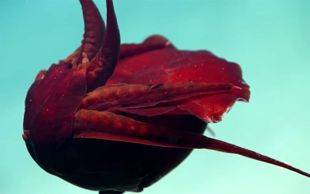 Observan por primera vez al calamar más extraño del mundo