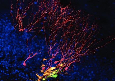 Observan por primera vez el nacimiento de una neurona