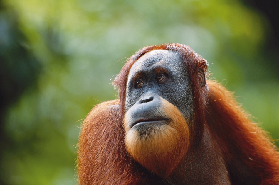 Orangutanes independientes