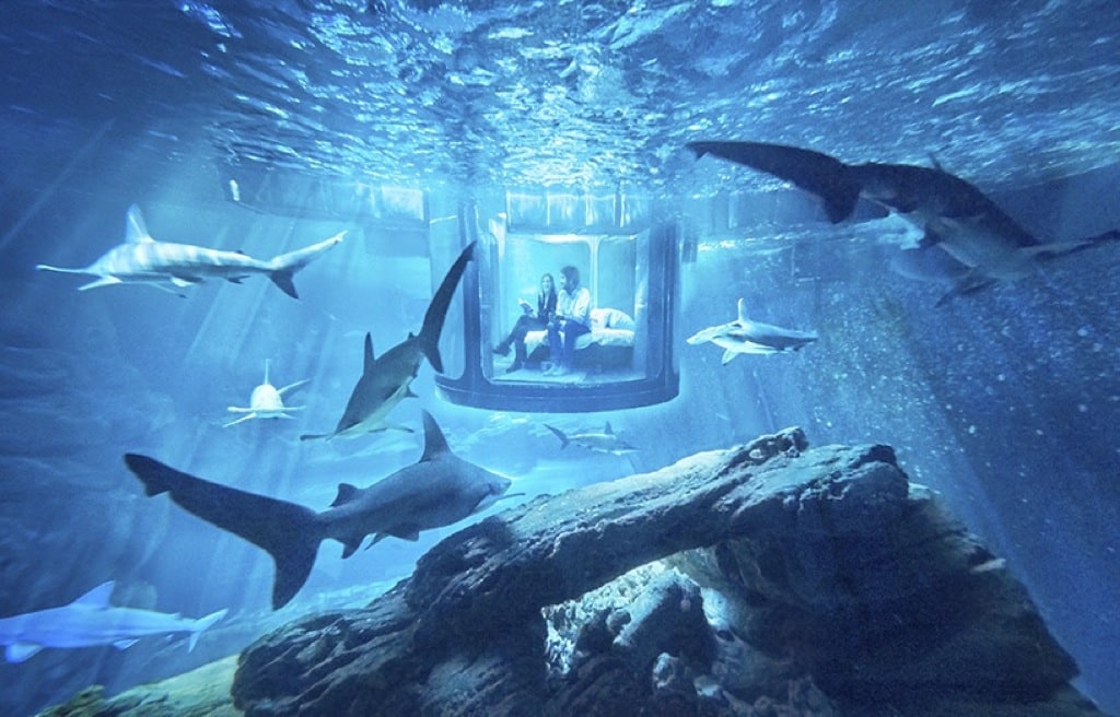 ¿Os gustaría dormir rodeados de tiburones?