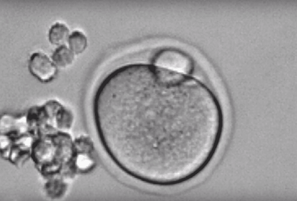 Ovarios impresos en 3D capaces de producir descendencia