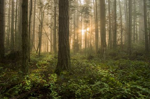 Ya sabemos por qué este bosque canadiense «respira»