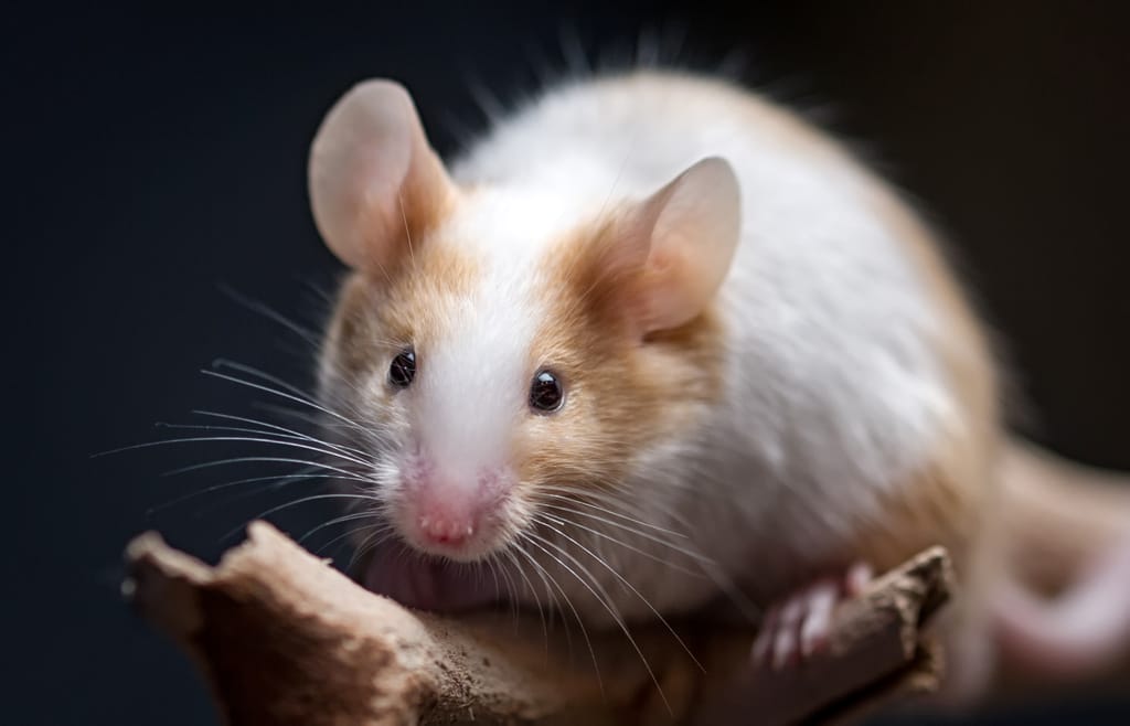 ¿Para qué sirven los cerebros transparentes de los ratones?
