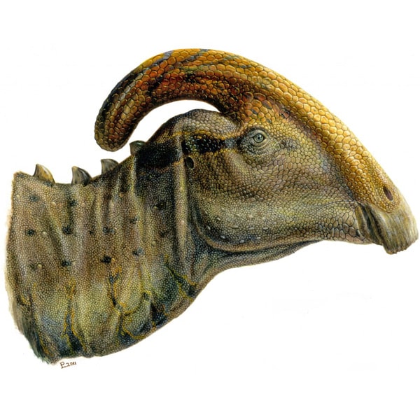 Parasaurolophus, un cachorro de dinosaurio con cresta