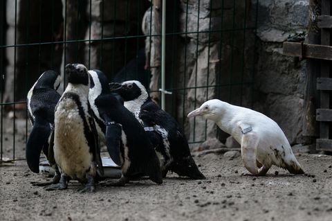 ¿Es este el pingüino más raro del mundo?