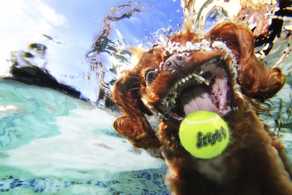 ¡Perros bajo el agua!