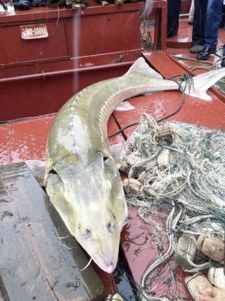 Pescan un extraño pez carnívoro en China