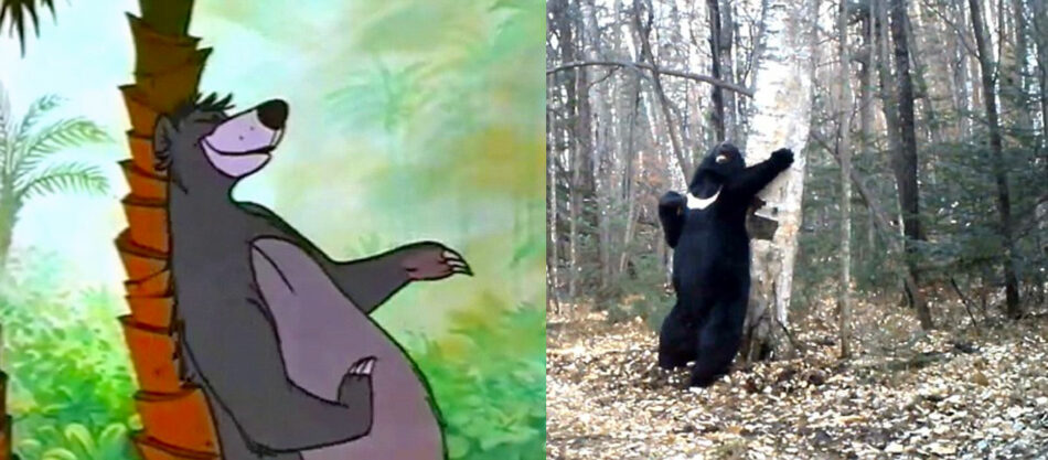 Pillan a Baloo bailando con un árbol en Rusia