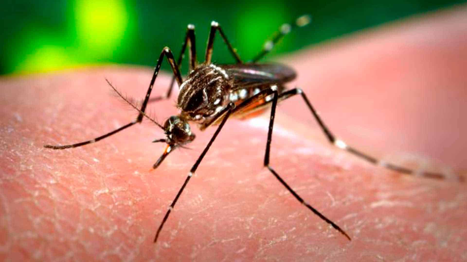 ¿Podemos cambiar el sexo de los mosquitos con CRISPR?