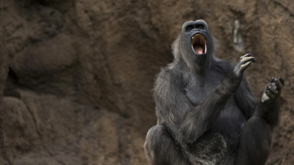 ¿Podrían los primates aprender a hablar? 1 podrian los primates aprender a hablar ¿Podrían los primates aprender a hablar?