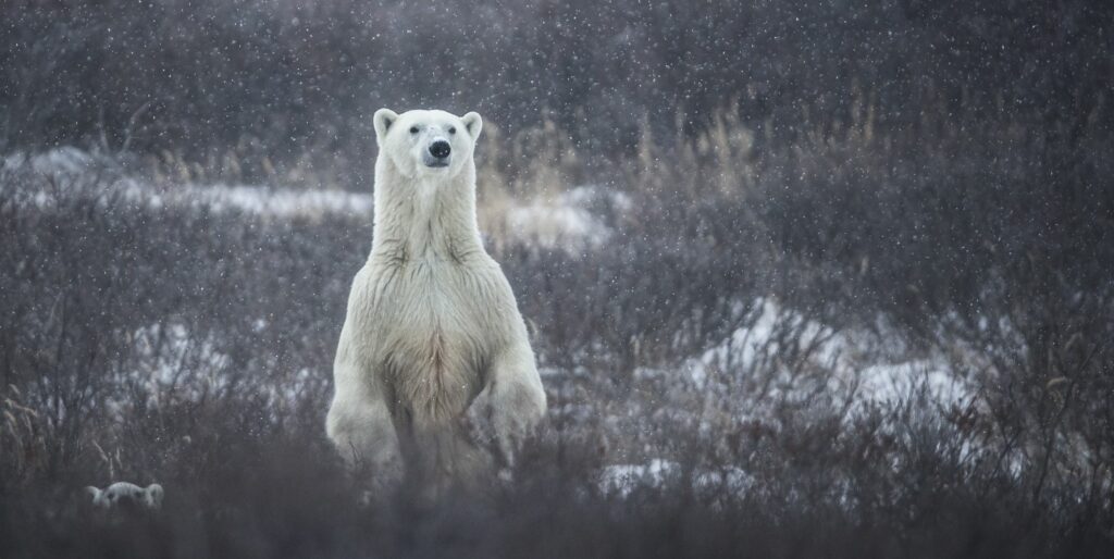 Por qué estos osos polares han invadido un archipiélago ruso? 1 polar bear royalty free image 540176070 1550061596 Por qué estos osos polares han invadido un archipiélago ruso?