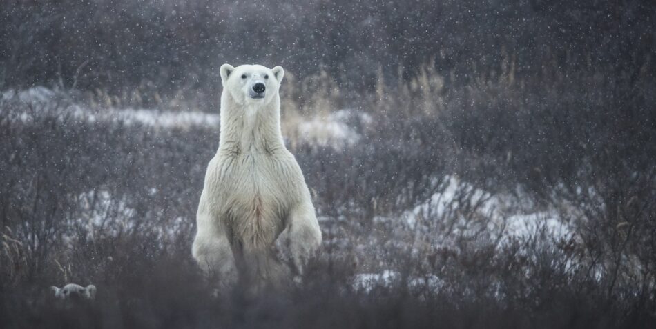Por qué estos osos polares han invadido un archipiélago ruso?