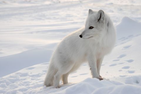 Desafío en el Ártico para una zorra polar