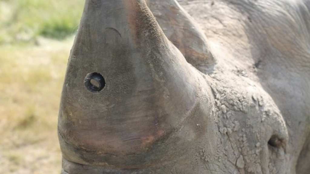 Ponen cámaras en los cuernos de rinoceronte